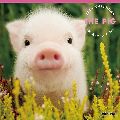 THE PIG GARDEN　カレンダー
