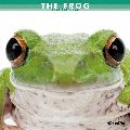 THE FROG　カレンダー