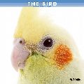 THE BIRD　カレンダー
