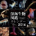 深海生物図鑑2013　カレンダー